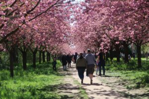 ベルリンの壁と桜
