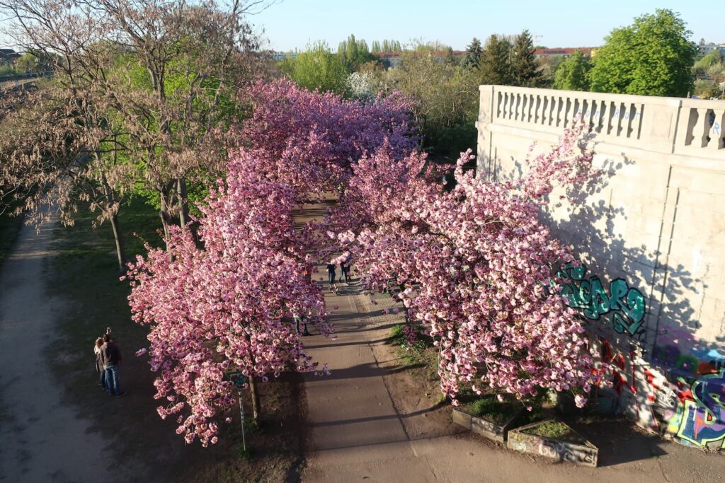 ボンホルマー通りの桜並木
